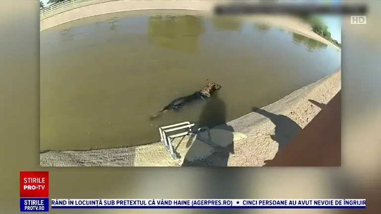 Brioșa „salvatoare” care a devenit virală. Internauții cer cu disperare rețeta