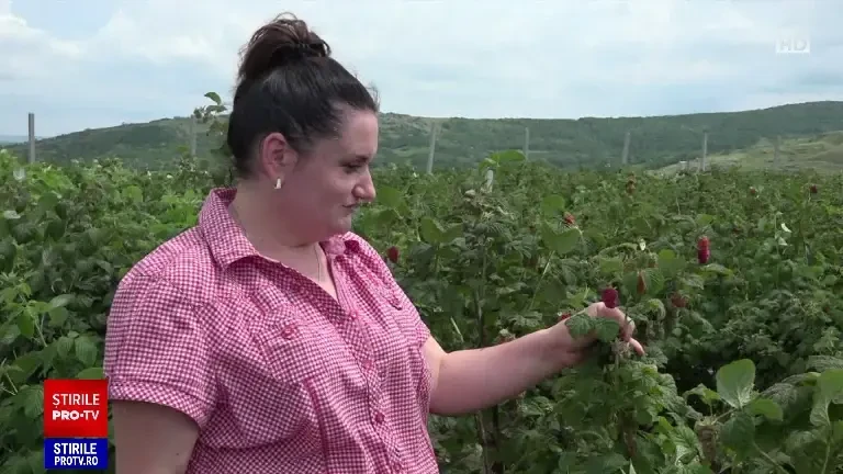 Zmeura de anul acesta e mai bună ca oricând: ”E specială, are un gust foarte aromat”. Câtă zmeură mănâncă un român