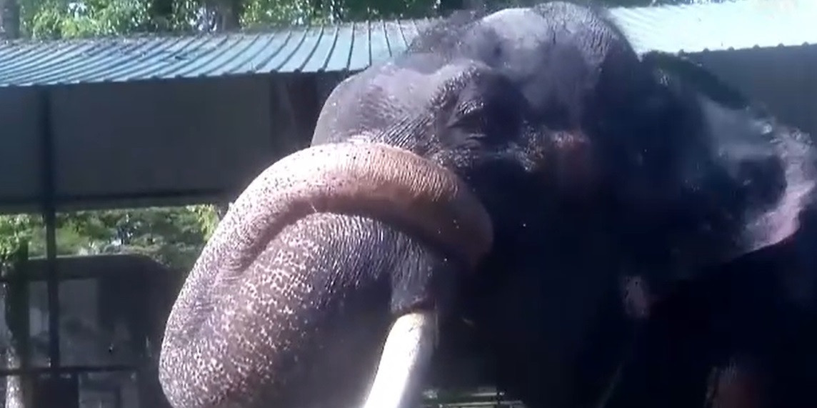 Scandal diplomatic între două state produs de un elefant. Animalul, tratat cu cruzime