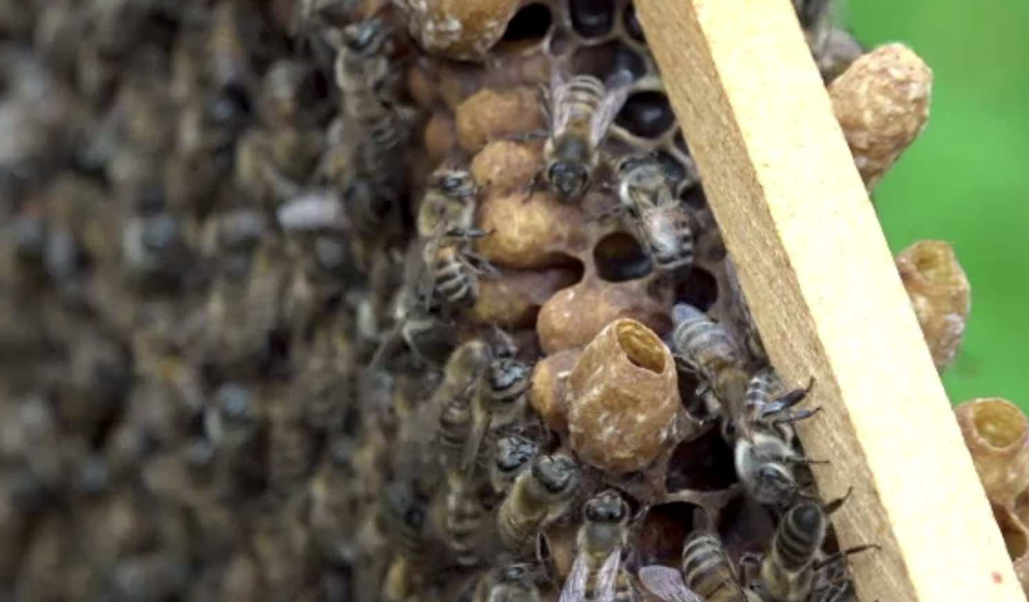 Băiețel de trei ani, atacat de un roi de albine, la Botoșani. A scăpat cu viață printr-o minune