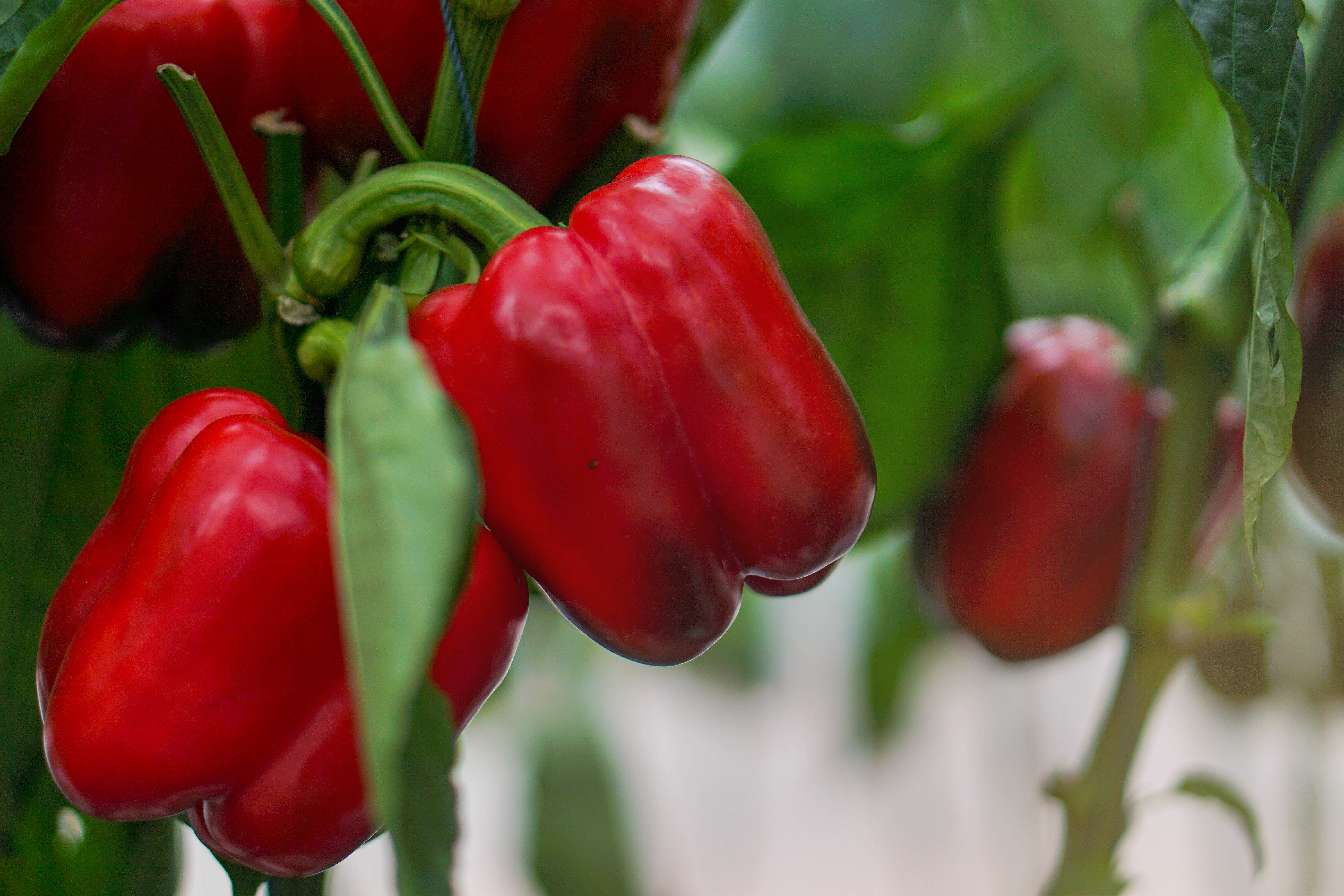 Ardei &icirc;n grădina