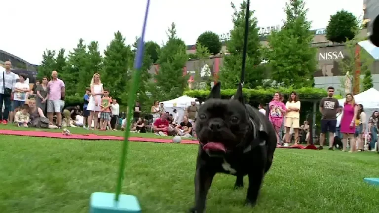 Festival dedicat cățeilor, la Iași. Pentru cățeii de talie mică, traseele au fost puțin mai dificile