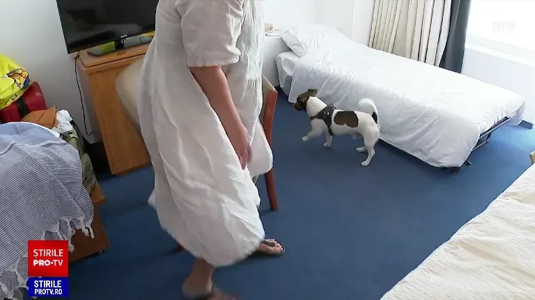 Tot mai multe hoteluri de pe litoral primesc animale de companie. „Am avut cazată o iguană, un papagal sau un hamster”
