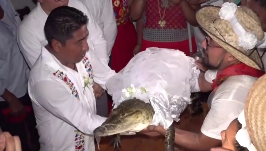 Tradiția ciudată dintr-un orășel mexican. De ce se căsătorește primarul cu un aligator în fiecare an