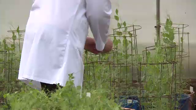 Comisia Europeană dă undă verde editării genetice. Plantele vor putea fi mai rezistente și mai productive