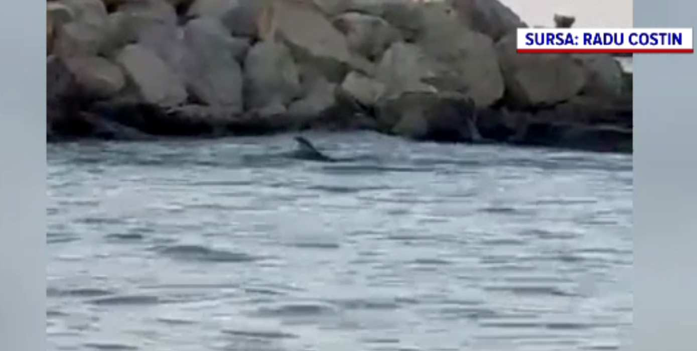 Un delfin a făcut spectacol pentru turiști, pe o plajă din Mamaia