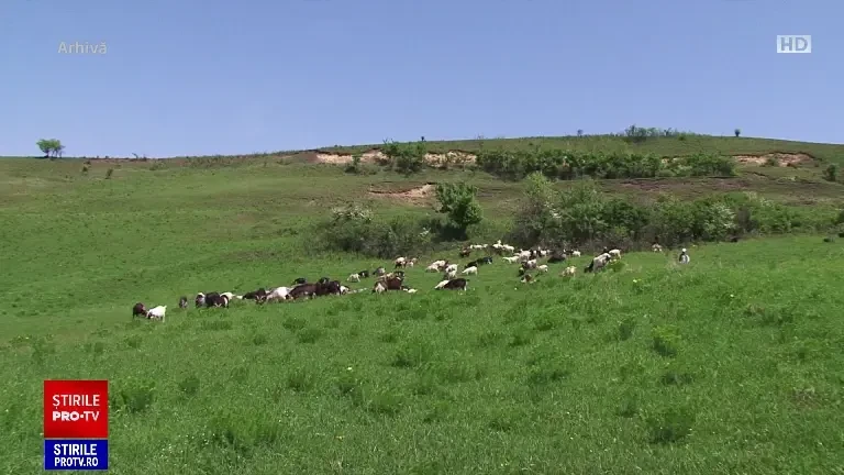 Copilul din Covasna vândut la fermă ar fi fost violat. Băiatul nu știe să scrie și nu înțelege ce sunt banii