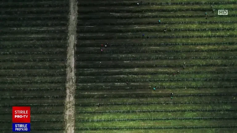 Au început să se coacă afinele, denuminte și ”super-fructe”. Pe piață există mai bine de 100 de soiuri