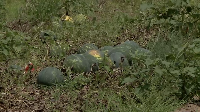 Vremea capricioasă a distrus recolta de pepeni de la Dăbuleni. "Nu mai au parfumul și dulceața din alți ani"