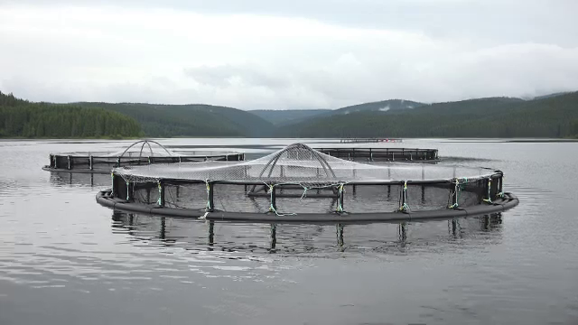 Afacerea după un model norvegian, dezvoltată în Alba. Ce au făcut pe un lac șase producători de pește