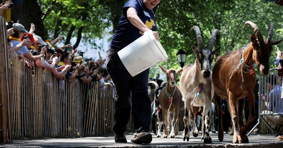 New York apelează la capre pentru a curăţa buruienile din parcuri. Misiunea caprelor Charlie, Cowgirl, Mallomar şi Chico