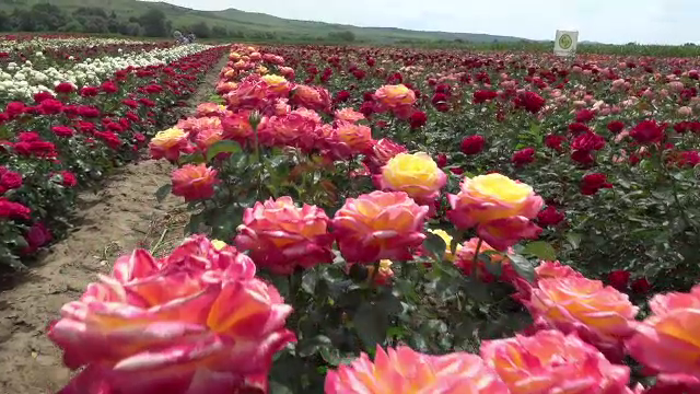 Festival de trandafiri la Ciumbrud. Câmpurile cu sute de soiuri se colorează în nuanțe fascinante