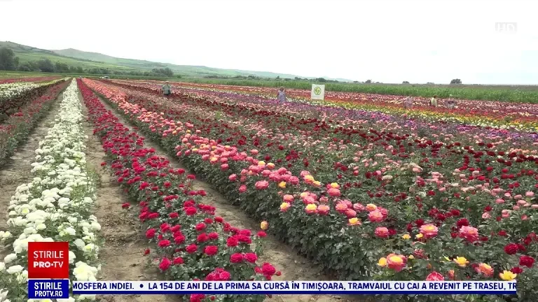 Festival de trandafiri la Ciumbrud. Câmpurile cu sute de soiuri se colorează în nuanțe fascinante
