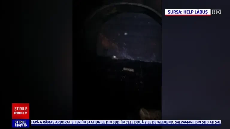 Misiune contracronometru. Cum au salvat voluntarii unei asociații un câine blocat într-un rezervor de combustibil dezafectat