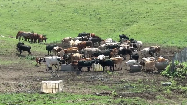 Cum ar fi luat antrax cei trei bărbați de la ferma din Iași. „Au fost găsite nouă cadavre de bovine”