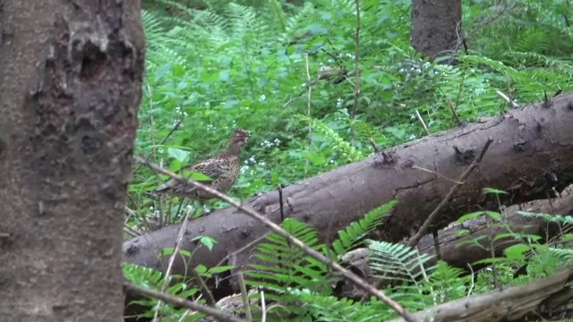 Imagini rare într-o pădure din Putna. Ce au surprins camerele de filmat