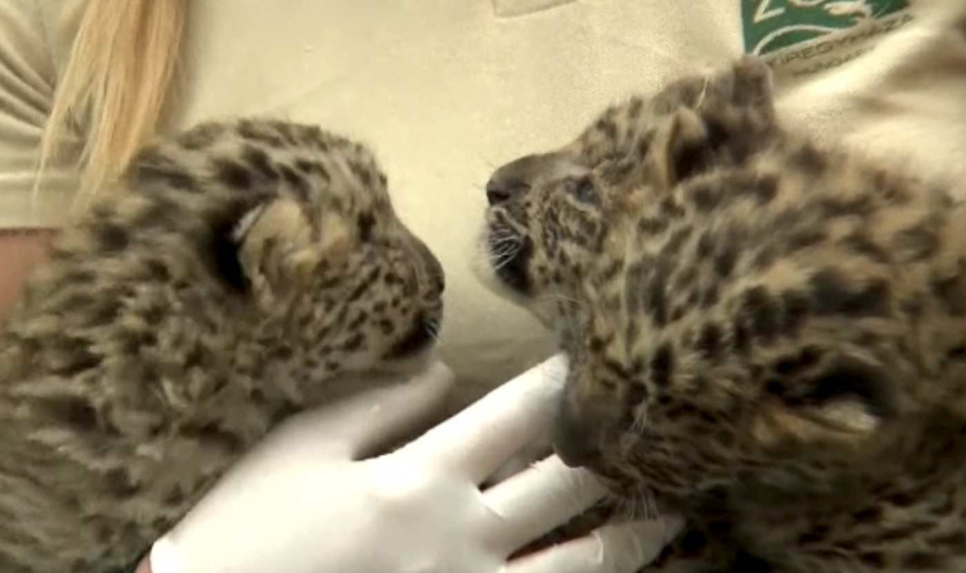 Trei pui de leopard, vedetele unei grădini zoologice din Ungaria. Cine sunt părinții