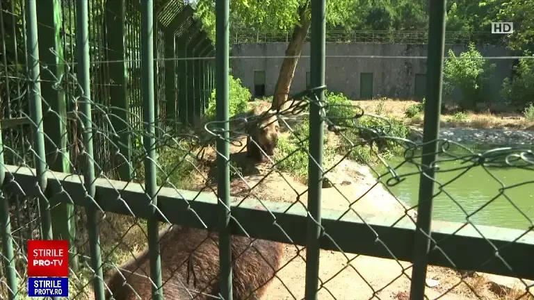 Măsuri speciale luate de administratorii grădinilor zoologice din România. Cum sunt protejate animalele de caniculă