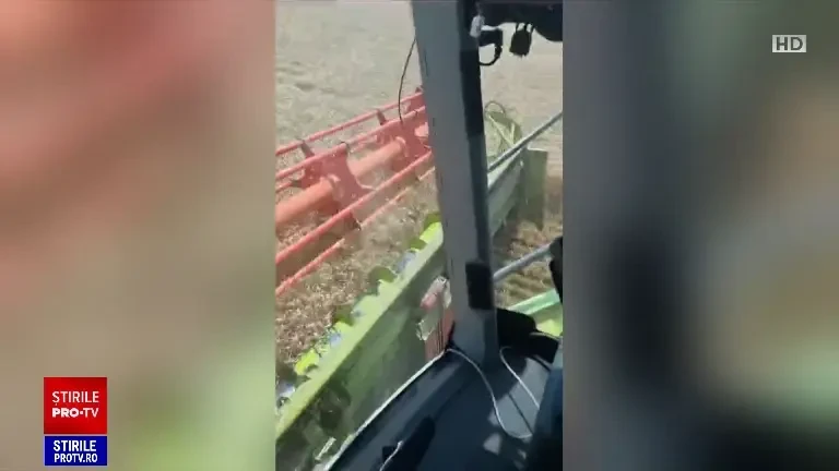 România va înregistra recolte de grâu în 2023 care intră în topul istoric al țării. Care este explicația