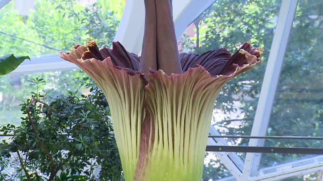 „Floarea-cadavru” a înflorit la sediul Amazon din Seattle. Se întâmplă o dată la 5 sau 10 ani