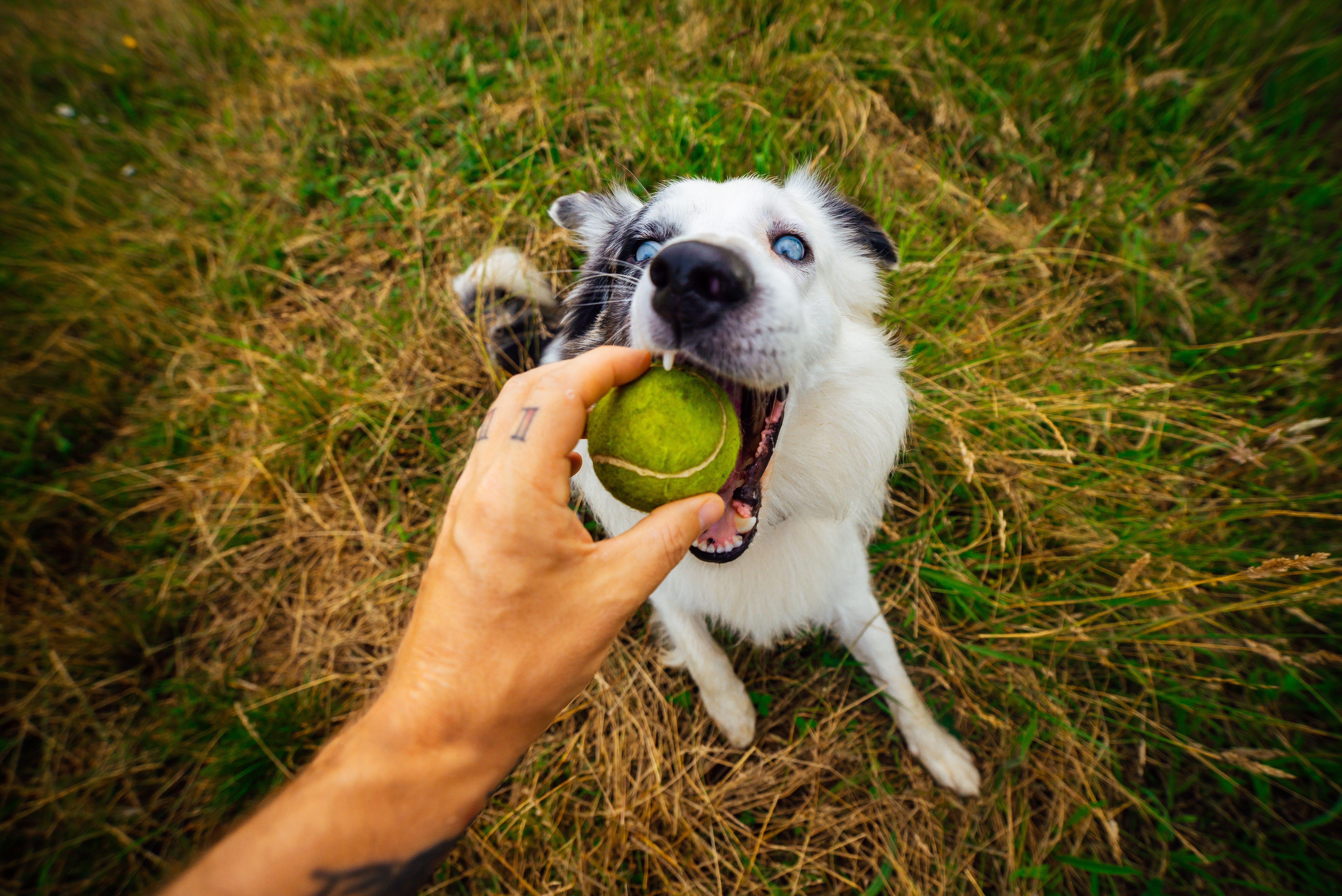 Cele mai amuzante fotografii cu animale de companie „se luptă” pentru un premiu în cadrul Comedy Pet Photo Awards | VIDEO