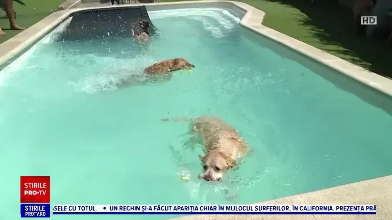 Cum arată spa-ul pentru căței din Madrid. Necuvântătoarele se pot scălda în voie alături de stăpâni