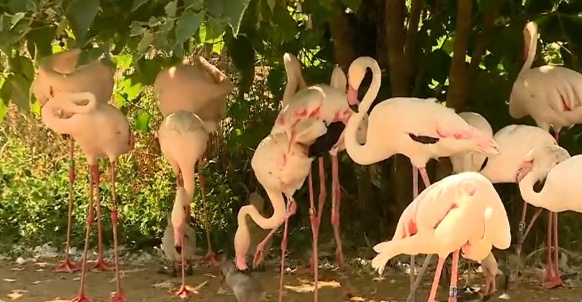 Colonie de păsări flamingo la Grădina Zoologică din Budapesta. 18 pui au ieșit din ouă în ultima săptămână