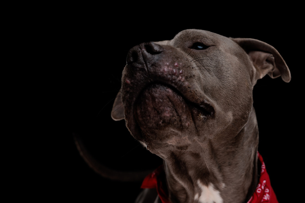 Un bărbat din județul Galați a fost ucis de un câine Amstaff pe care îl hrănea. Animalul a atacat și o adolescentă de 14 ani