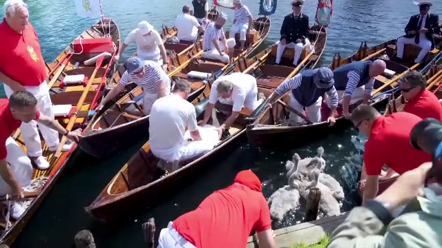 A început numărătoarea lebedelor pe Tamisa. Anul trecut, numărul lor a scăzut drastic din cauza unor focare de gripă aviară