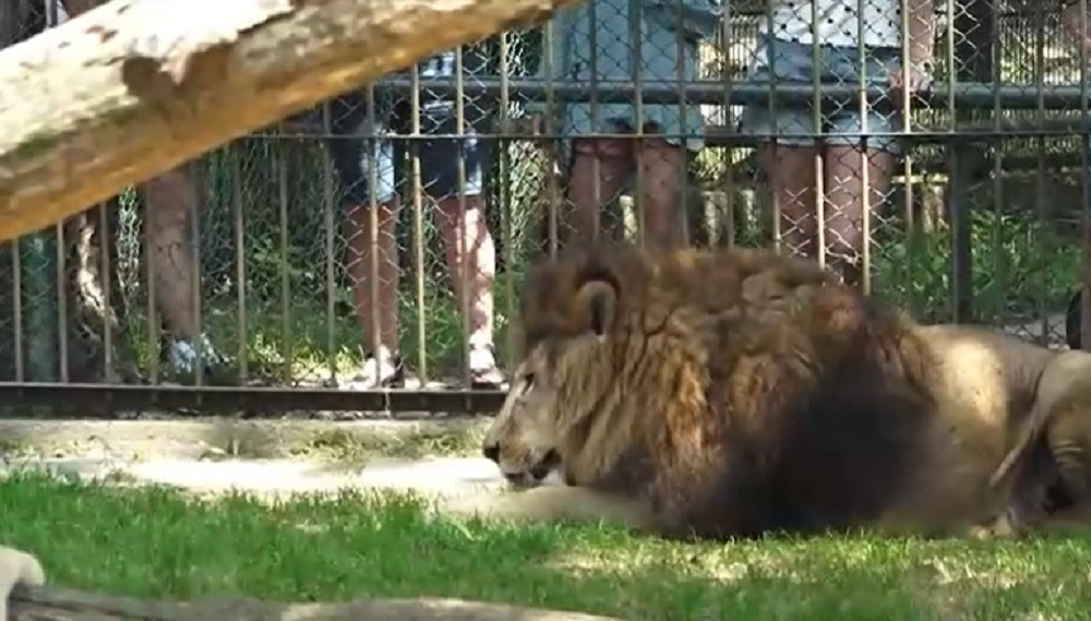 Măsuri împotriva caniculei la Grădina Zoologică din Târgu Mureș. Cum sunt ajutate animalele să facă față arșiței