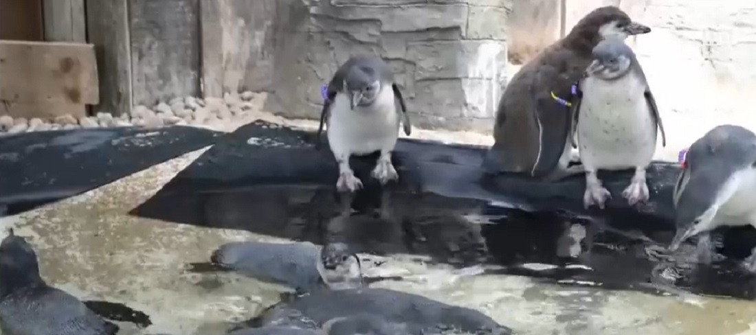 Distracție la Grădina Zoologică din Londra. 11 pui de pinguin au luat primele lecții de înot