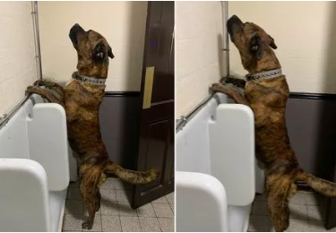 Moment viral înregistrat în toaleta bărbaților. Un câine este surprins într-o ipostază mai puțin obișnuită