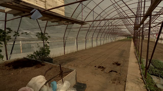 Agricultura și construcțiile, domeniile cele mai afectate de caniculă. Într-o seră temperatura urcă la 56 de grade