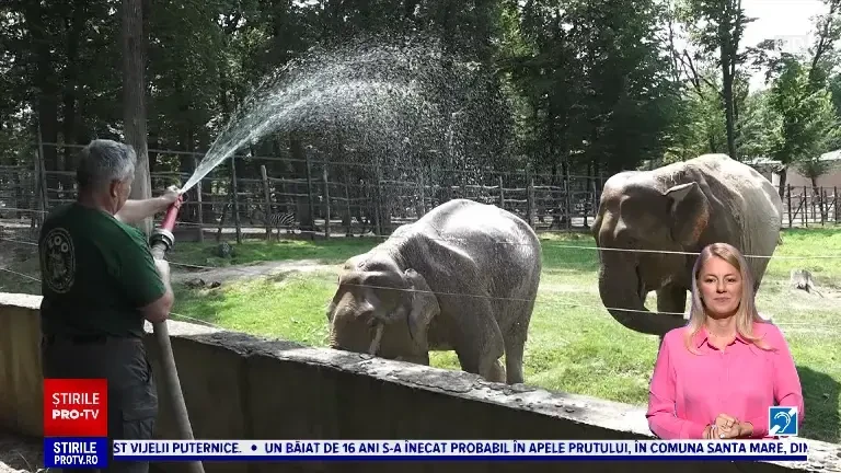Măsuri împotriva caniculei la Grădina Zoologică din Târgu Mureș. Cum sunt ajutate animalele să facă față arșiței