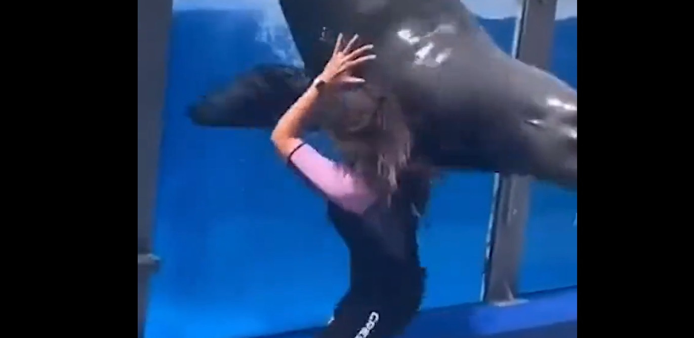 Momentul în care un leu de mare cade peste o dresoare. Ce s-a întâmplat cu femeia | VIDEO ȘOCANT