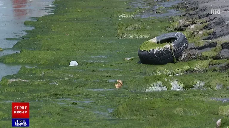 „Nu a mai fost niciodată așa.” Tone de alge putrezit au împânzit sudul litoralului și le strică vacanța turiștilor