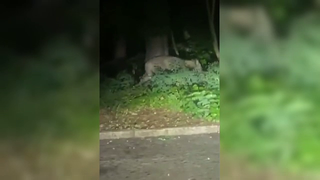 O leoaică ar fi scăpat pe străzi, în Berlin. Animalul a fost filmat când alerga un mistreț