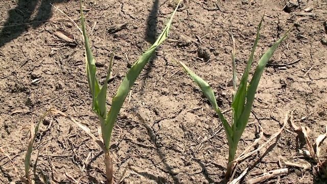 Comisia Europeană a propus aproape 34 de milioane de euro pentru România, după daunele provocate de seceta din vara trecută