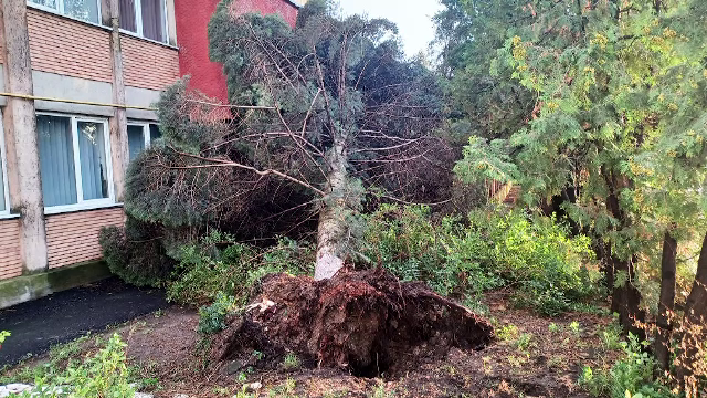 Furtunile au făcut ravagii în mai multe localități din țară. Un copac a căzut peste o mașină în mișcare, blocând pasagerii