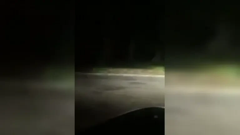 O leoaică ar fi scăpat pe străzi, în Berlin. Animalul a fost filmat când alerga un mistreț