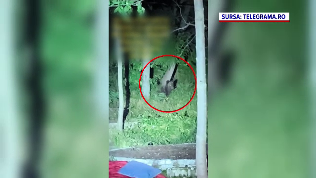 Ursul care a alertat Ploieștiul încă nu a fost prins. Unde a fost văzut ultima dată