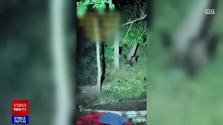 Ursul care a alertat Ploieștiul încă nu a fost prins. Unde a fost văzut ultima dată