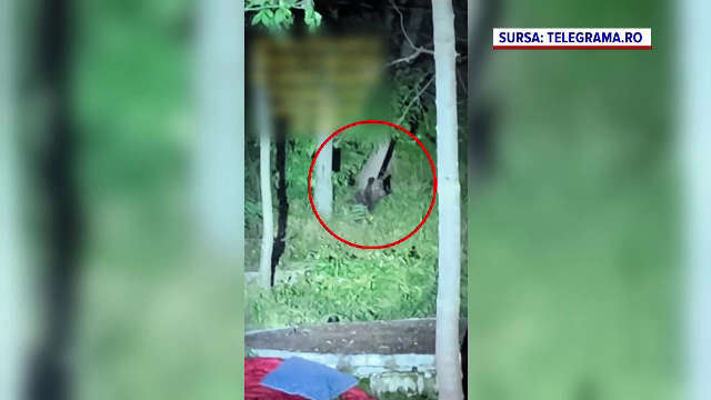 Cel puțin un urs bântuie de două zile prin Ploiești. Autoritățile sunt în alertă, oamenii se tem: ”Cu ce să mă apăr?”