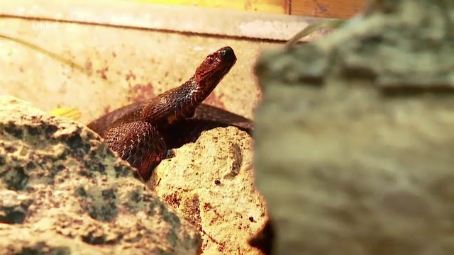 Un tânăr a fost mușcat de mână de o viperă în timp ce culegea afine. Cum a fost salvat