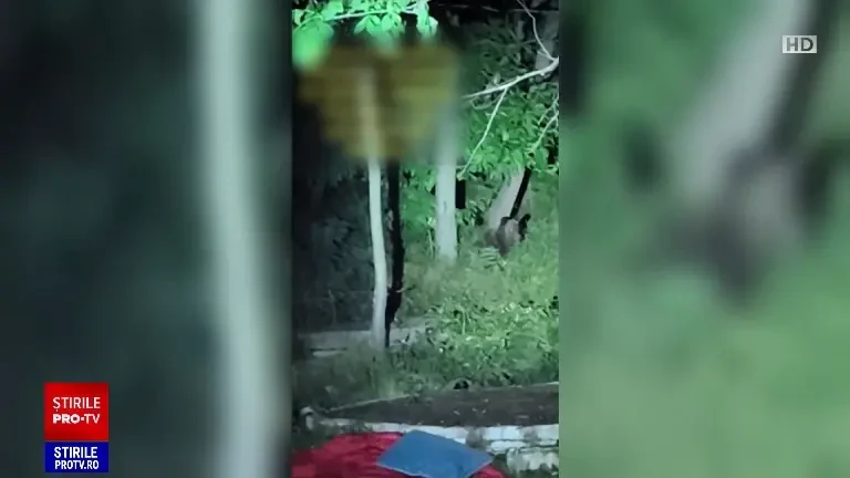 Ursul căutat de autorități a reapărut la periferia Ploieștiului. Jandarmii monitorizează zona