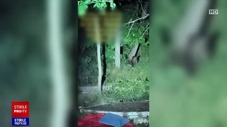 Cel puțin un urs bântuie de două zile prin Ploiești. Autoritățile sunt în alertă, oamenii se tem: ”Cu ce să mă apăr?”