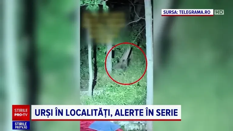 21 de mesaje RO-ALERT care anunțau prezenta urșilor, emise într-o singură zi. Unde au fost trimise cele mai multe alerte