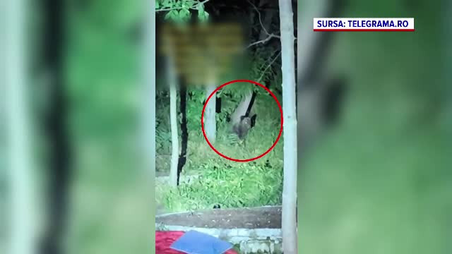 Autoritățile nu au reușit să prindă ursul din Ploiești, deși au fost aproape de el: ”Urșii sunt animale inteligente”