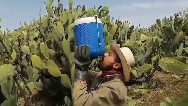 Muncitorii români, nevoiți să lucreze la peste 40 de grade pe câmp, în Italia. „Ajung morți, nu mănâncă, nu se odihnesc”