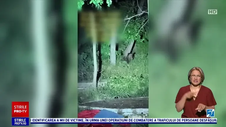 Autoritățile nu au reușit să prindă ursul din Ploiești, deși au fost aproape de el: ”Urșii sunt animale inteligente”